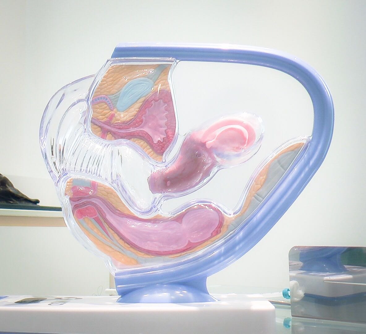 uroginecologia uroginecologia